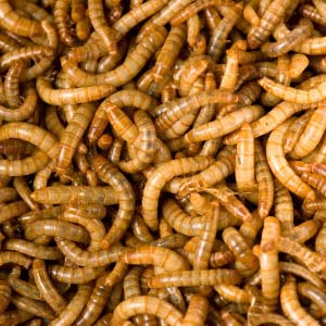 Gevriesdroogde meelwormen