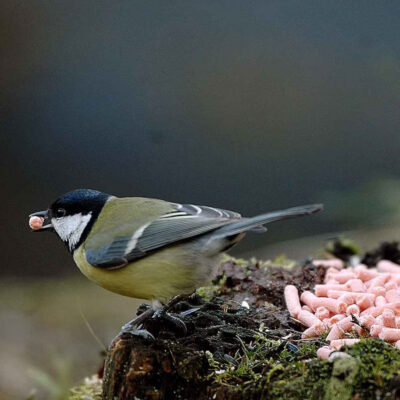 Koolmees met suet korrels