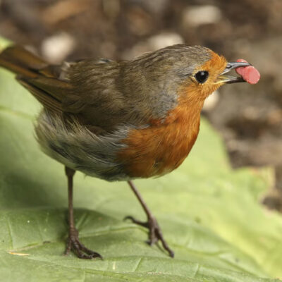 Roodborstje met suet korrels